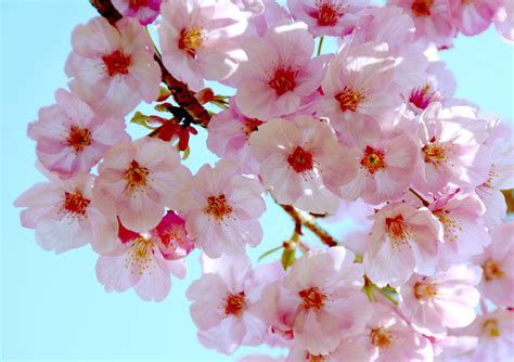 Cherry Blossom Betano