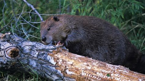 Dam Beavers betsul